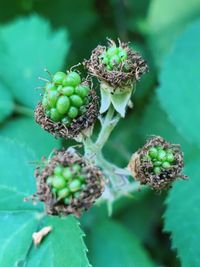 Close-up of fruits on plant