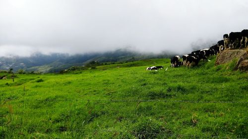 Sheep grazing on field against sky