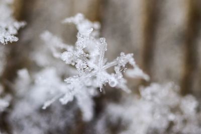 Close-up of snowflakes