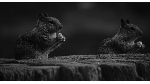 Close-up of two squirrels