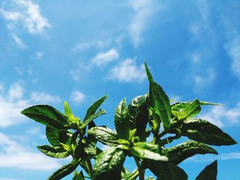 Low angle view of plant against sky