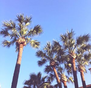 Low angle view of palm trees against clear blue sky