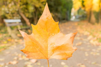 Close-up of yellow maple leaf on land