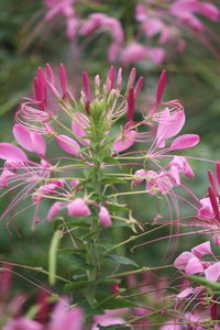plant