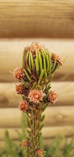 Close-up of flowering plant