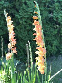 Close-up of orange flowering plant