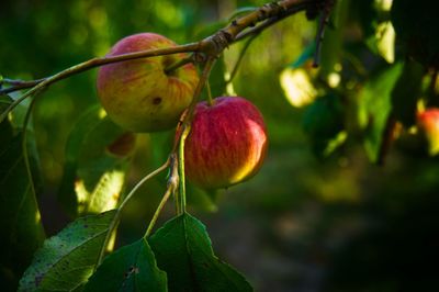 Close-up of apple growing on tree