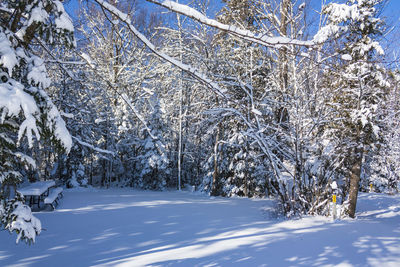 Snow covered trees