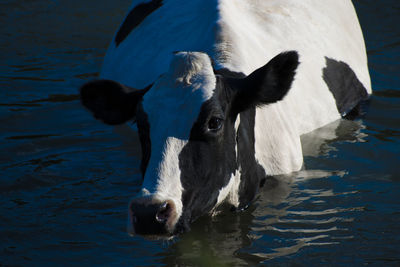 Portrait of a horse in the lake