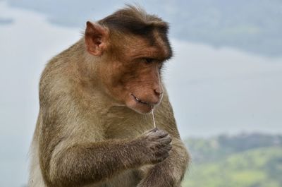 Close-up of monkey against sky