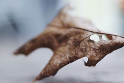 Close-up of dried leaf