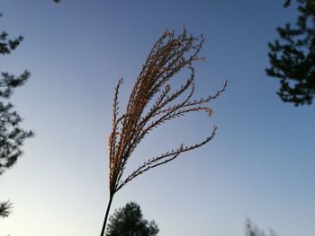 Low angle view of tree against clear sky