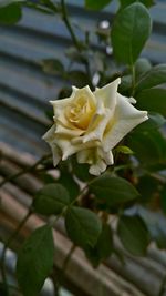 Close-up of rose blooming outdoors