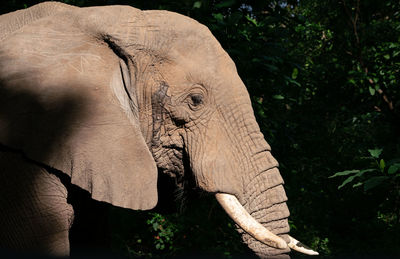 Close-up of elephant in forest