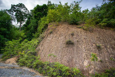 Road amidst trees in forest against sky