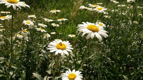 Close-up of white daisy flowers