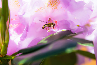 Close-up of insect on pink flower