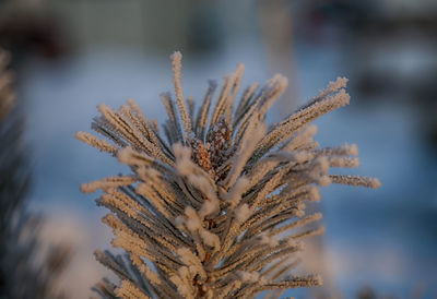 Close-up of plant against blurred background