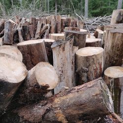 Close-up of logs in forest