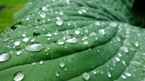Close-up of water drops on leaves