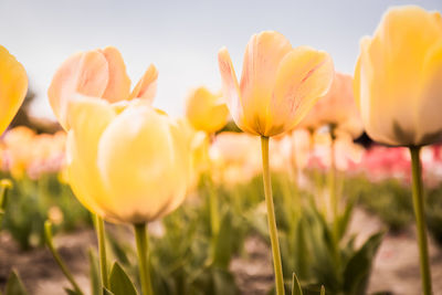 Close-up of yellow flowering plants on field