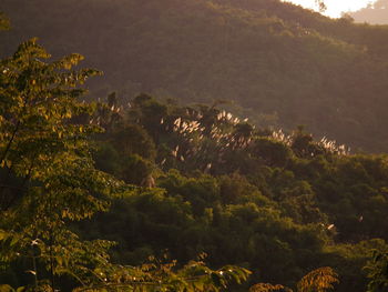 Scenic view of trees