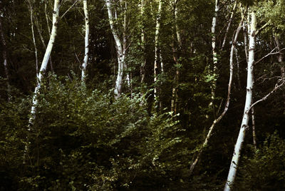 View of trees in the forest