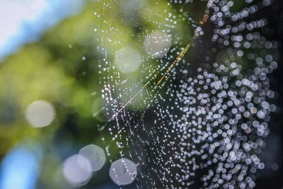 Close-up of spider web