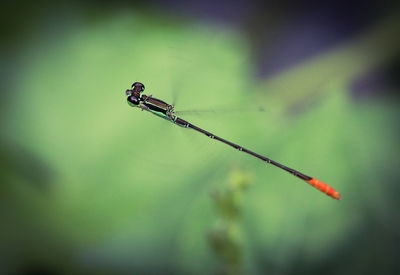 Close up of a flying insect, demselfly against green background. 