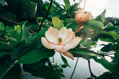 Close-up of white flowering plant
