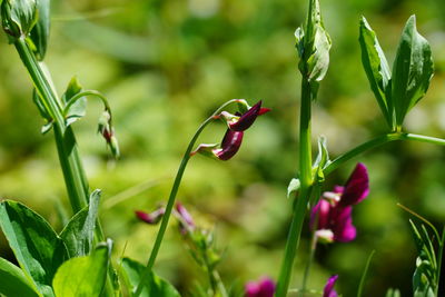 Close-up of flowering plant