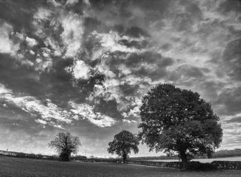 Tree against sky