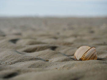 Close-up of seashell on sand at beach