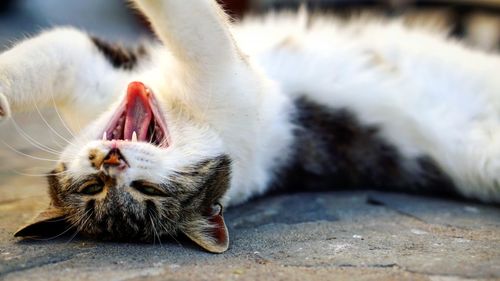 Close-up of a cat lying down