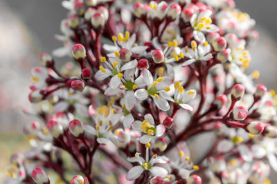 Close up of japanese skimmia flowers in bloom