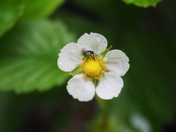 Close-up of insect on white flower