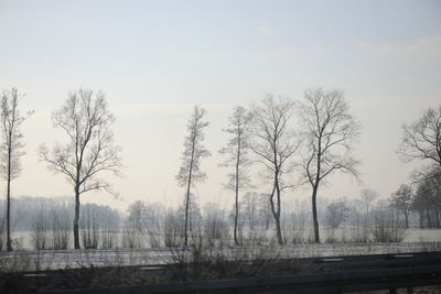 Bare trees on landscape
