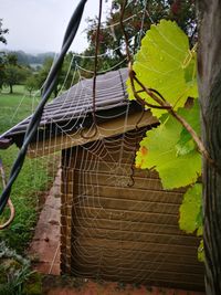 Close-up of spider web on tree