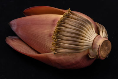 Close-up of hand holding seashell