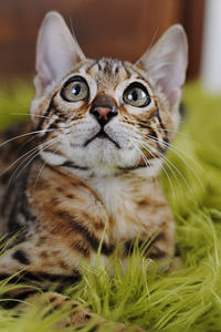 Close-up portrait of cat