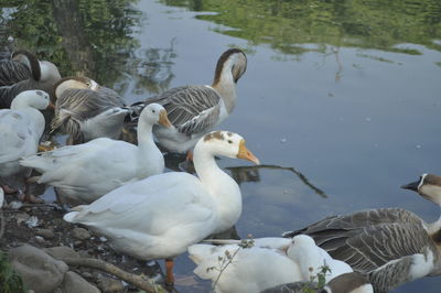 Swans in lake