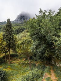 Scenic view of trees in forest