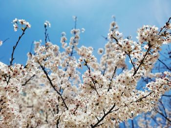 Low angle view of cherry blossom