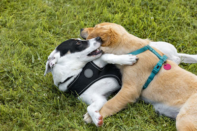 Dog resting on field