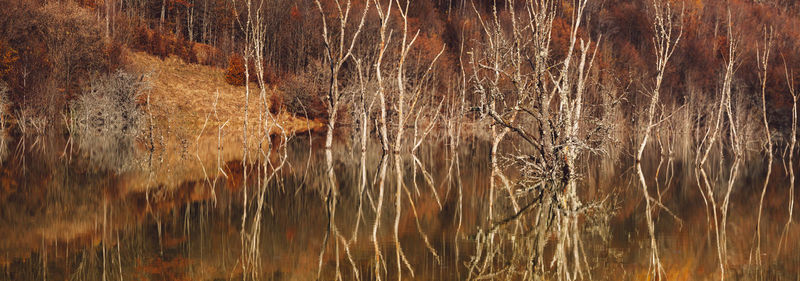 Full frame shot of plants in lake