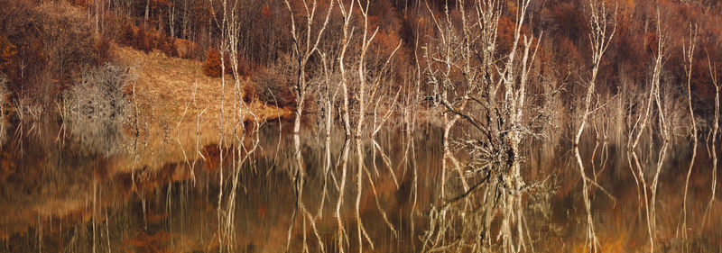 Full frame shot of plants in lake