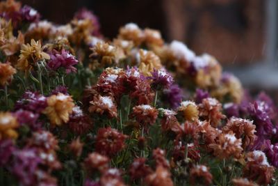 Close-up of flowers blooming outdoors