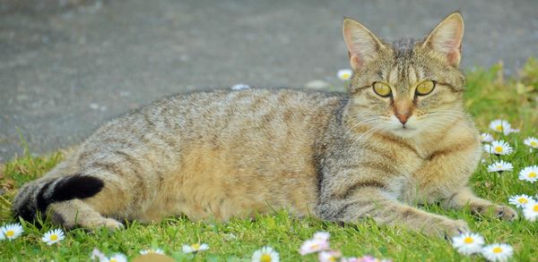 Portrait of cat relaxing on field
