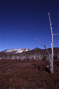 Bare trees on field against clear blue sky