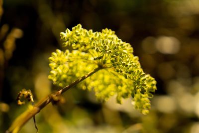 Close-up of plant